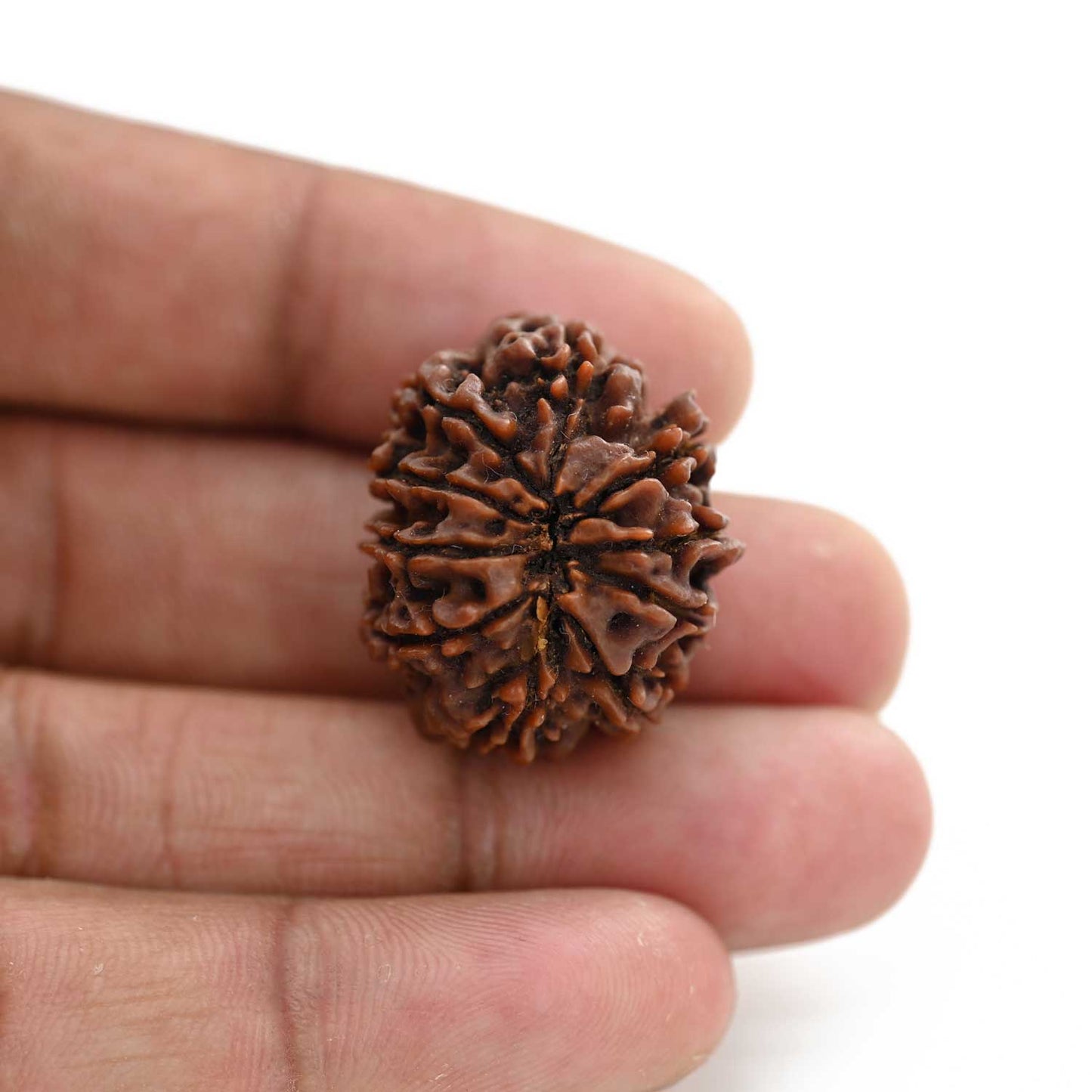10 Mukhi Rudraksha (Nepal) 26.31 M.M.