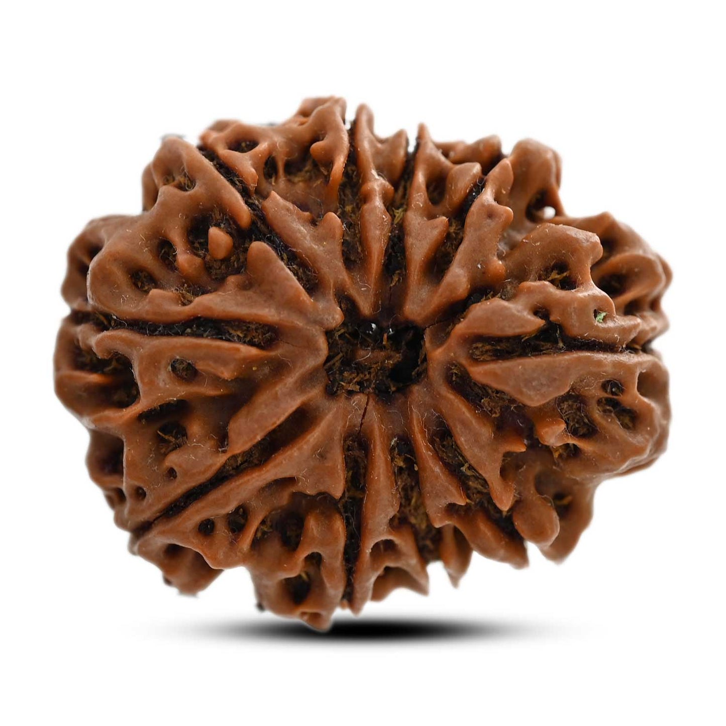 10 Mukhi Rudraksha (Nepal) 28.44 M.M.