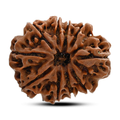 10 Mukhi Rudraksha (Nepal) 28.44 M.M.