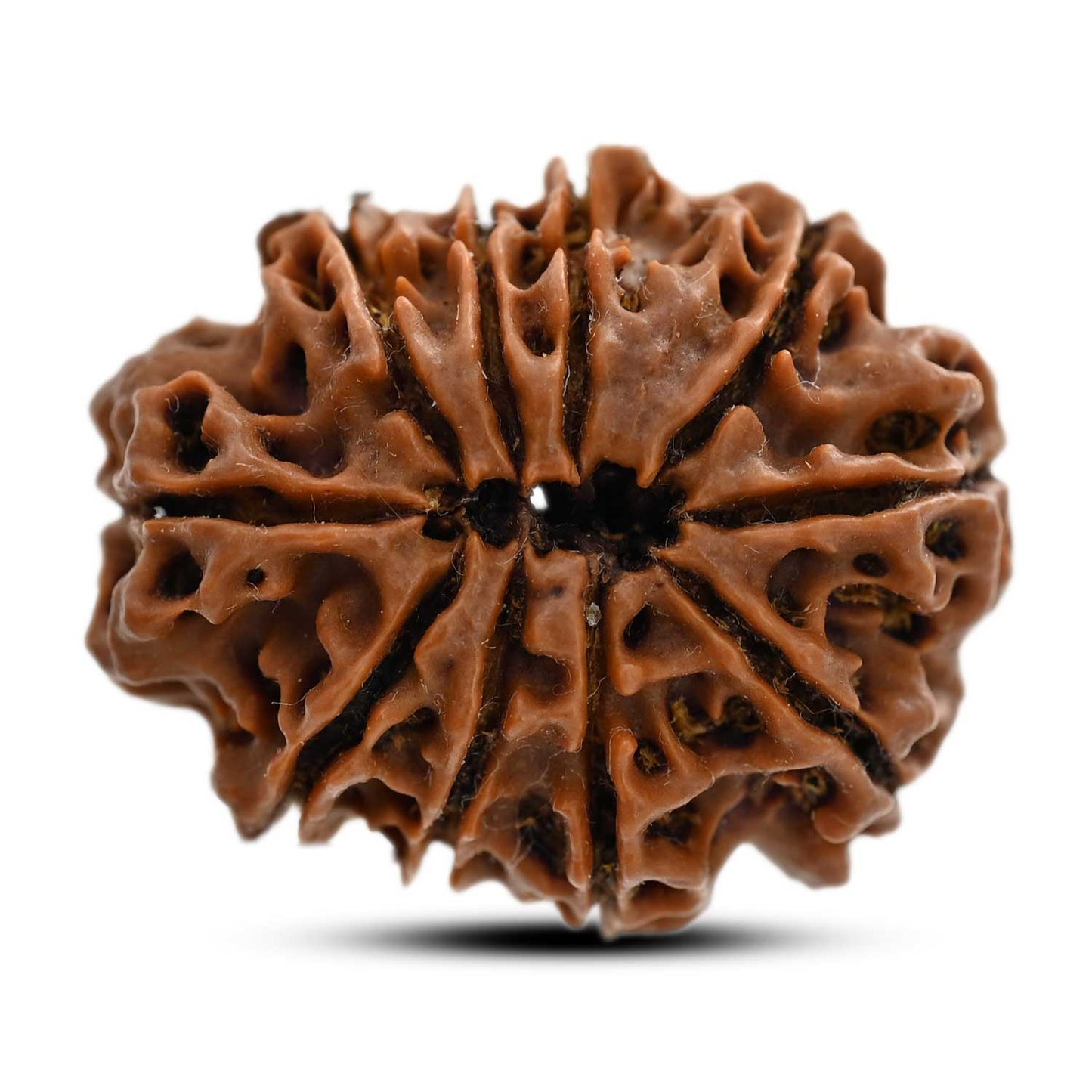 10 Mukhi Rudraksha (Nepal) 28.44 M.M.