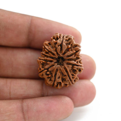 10 Mukhi Rudraksha (Nepal) 28.44 M.M.