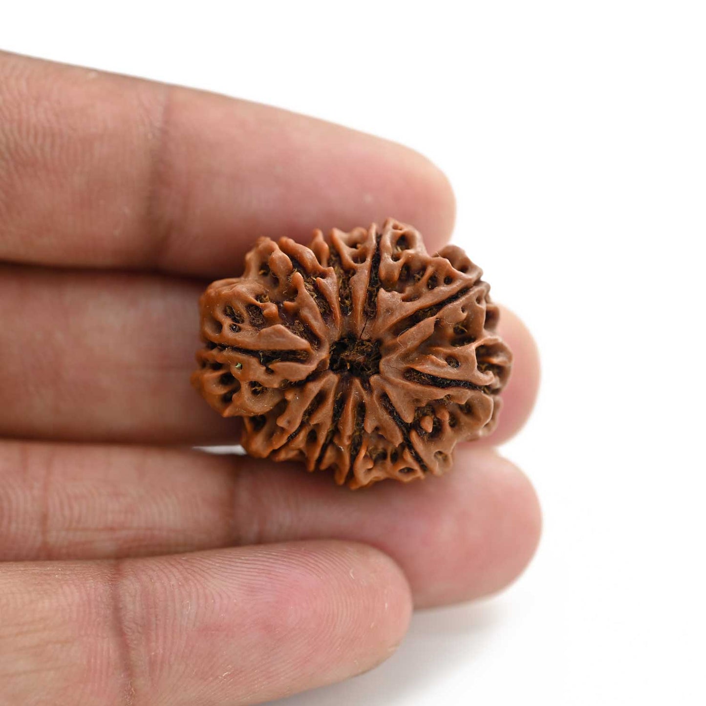 10 Mukhi Rudraksha (Nepal) 28.44 M.M.