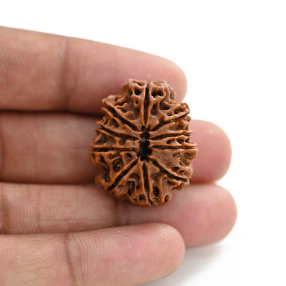 10 Mukhi Rudraksha (Nepal) 28.44 M.M.