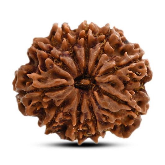 10 Mukhi Rudraksha (Nepal) 25.26 M.M.