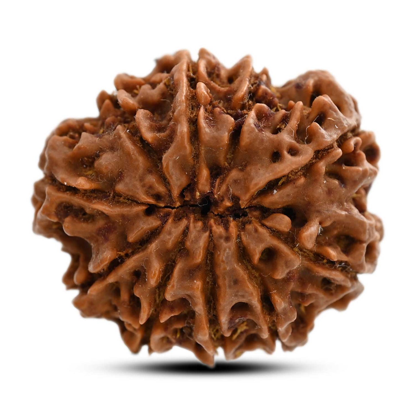 10 Mukhi Rudraksha (Nepal) 25.26 M.M.