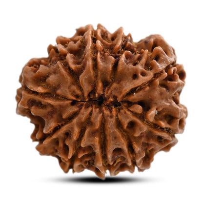 10 Mukhi Rudraksha (Nepal) 25.26 M.M.