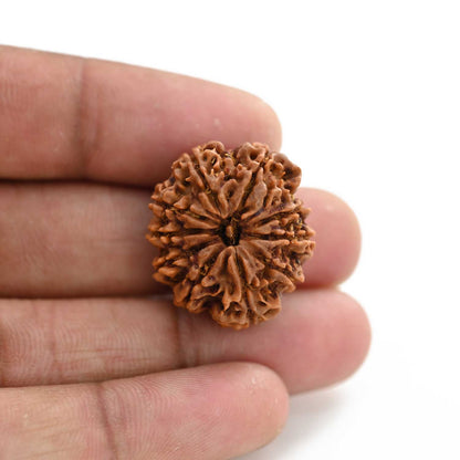 10 Mukhi Rudraksha (Nepal) 25.26 M.M.