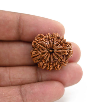 10 Mukhi Rudraksha (Nepal) 25.26 M.M.