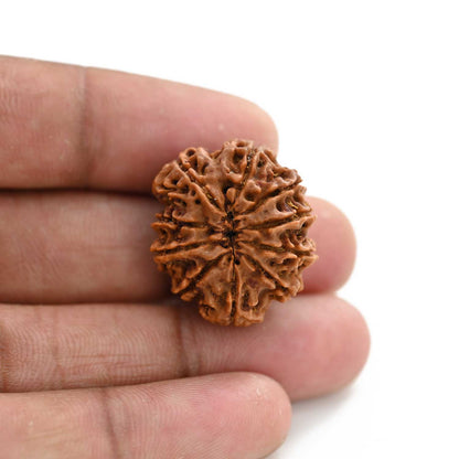 10 Mukhi Rudraksha (Nepal) 25.26 M.M.