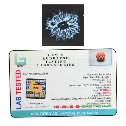 10 Mukhi Rudraksha (Nepal) 25.26 M.M.