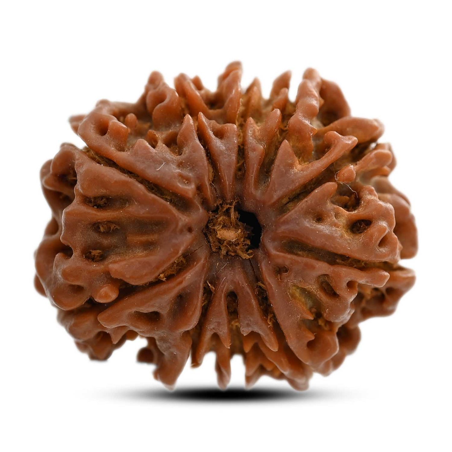 10 Mukhi Rudraksha (Nepal) 23.85 M.M.