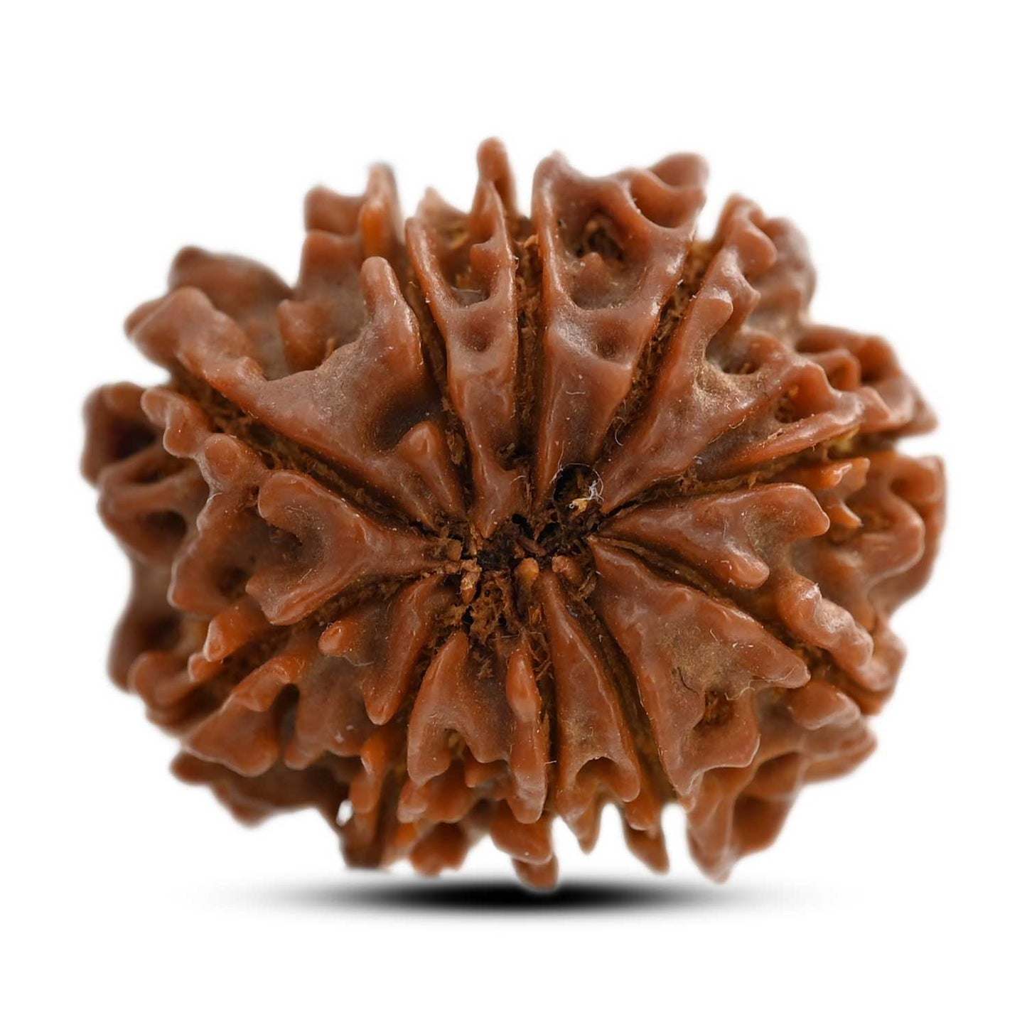 10 Mukhi Rudraksha (Nepal) 23.85 M.M.
