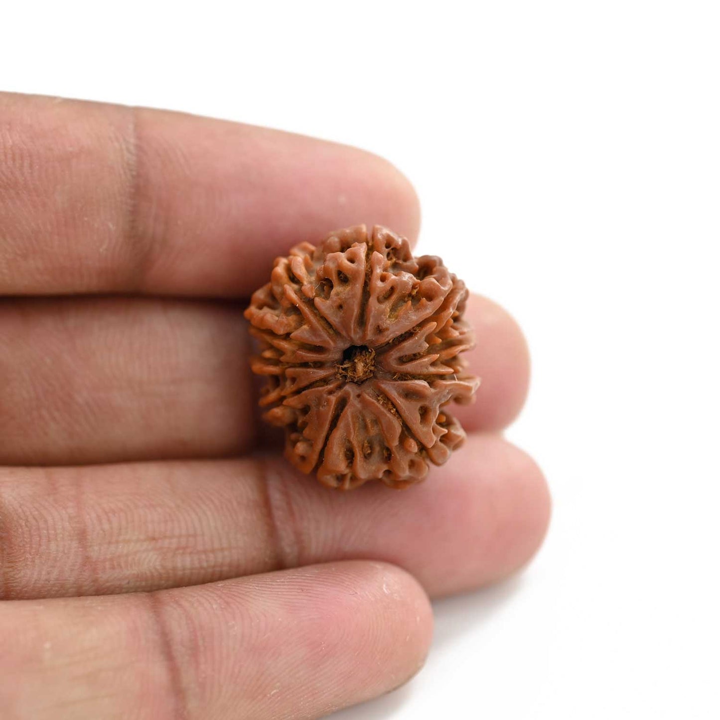 10 Mukhi Rudraksha (Nepal) 23.85 M.M.