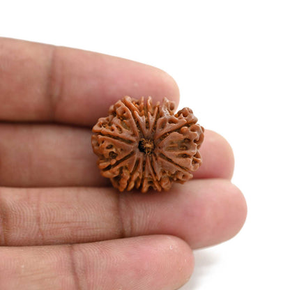 10 Mukhi Rudraksha (Nepal) 23.85 M.M.