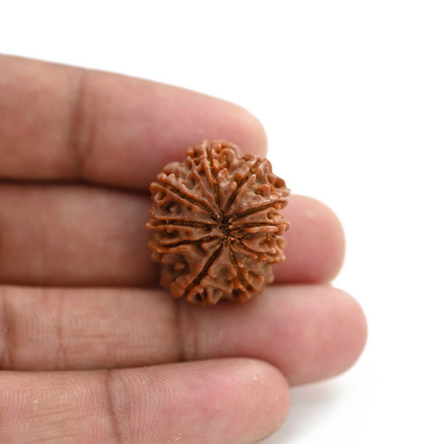 10 Mukhi Rudraksha (Nepal) 23.85 M.M.