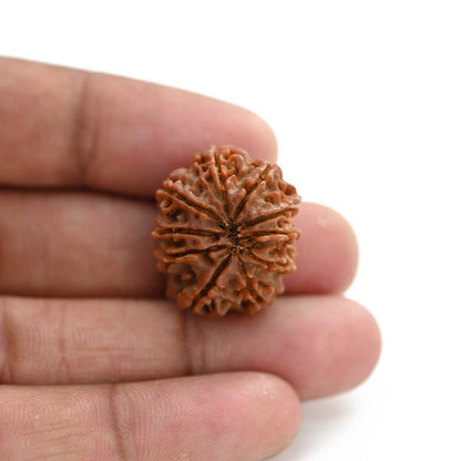 10 Mukhi Rudraksha (Nepal) 23.85 M.M.