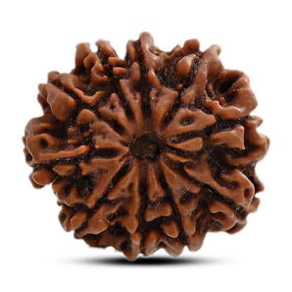 10 Mukhi Rudraksha (Nepal) 23.44 M.M.