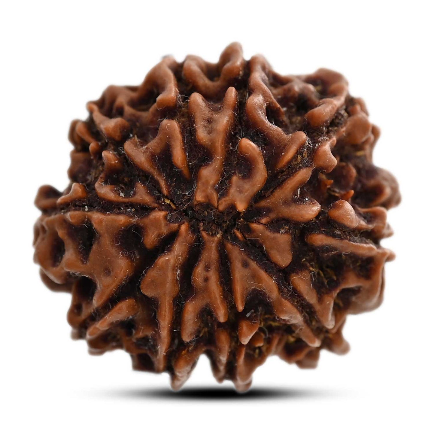 10 Mukhi Rudraksha (Nepal) 23.44 M.M.