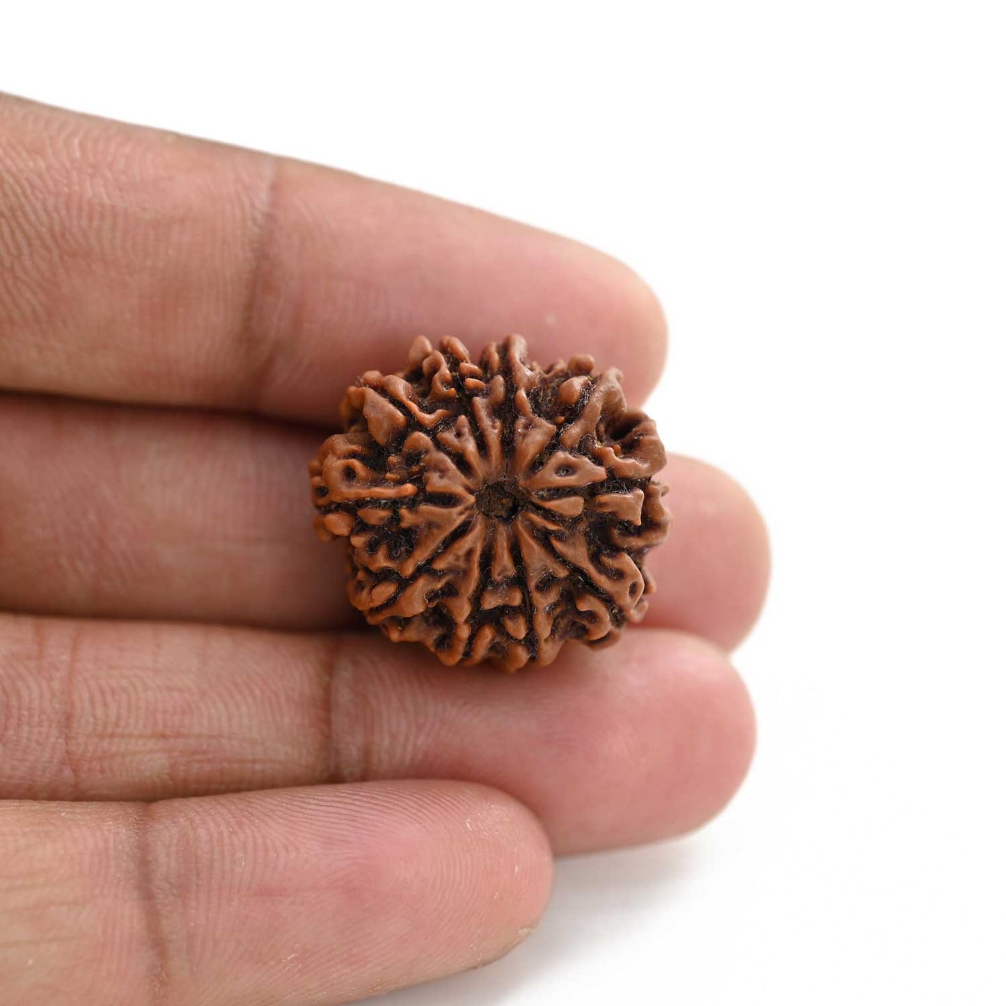 10 Mukhi Rudraksha (Nepal) 23.44 M.M.