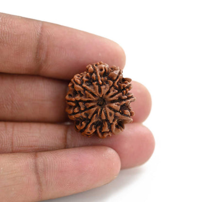 10 Mukhi Rudraksha (Nepal) 23.44 M.M.