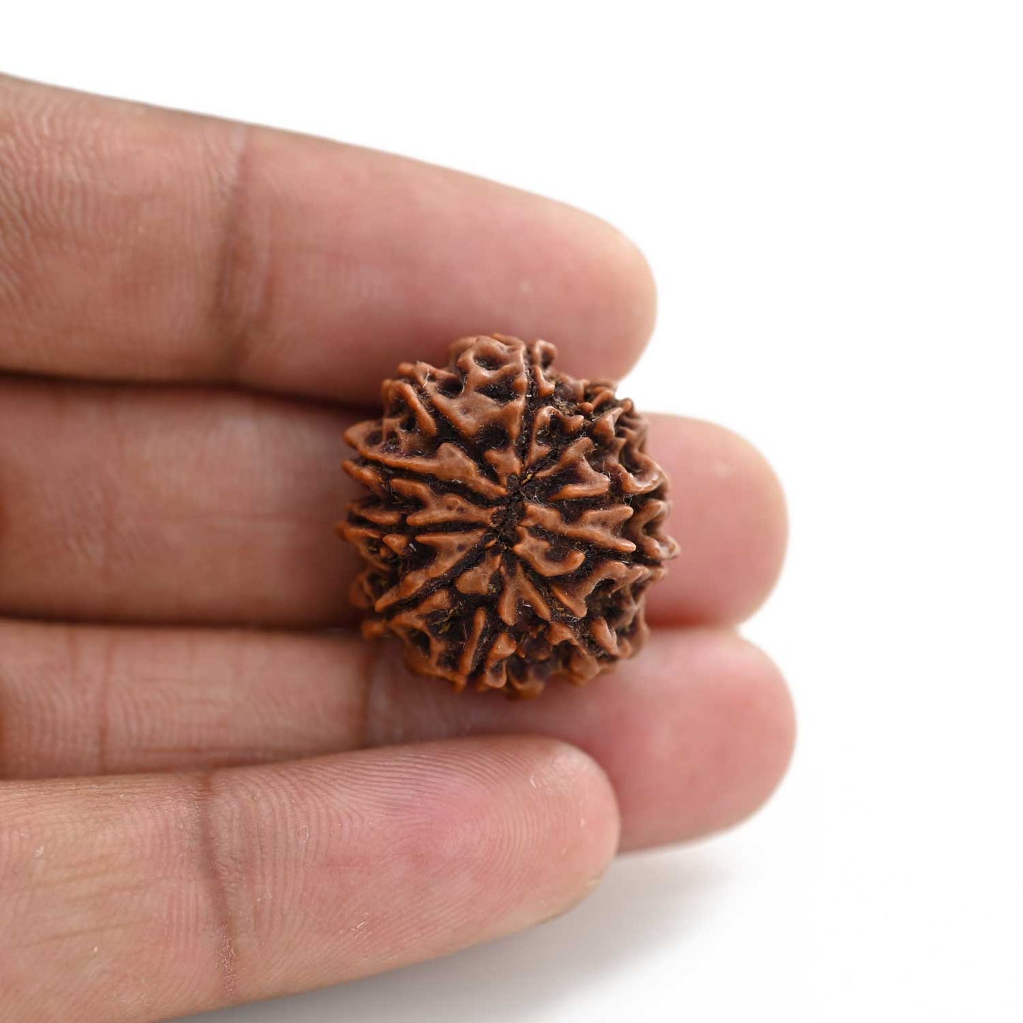 10 Mukhi Rudraksha (Nepal) 23.44 M.M.