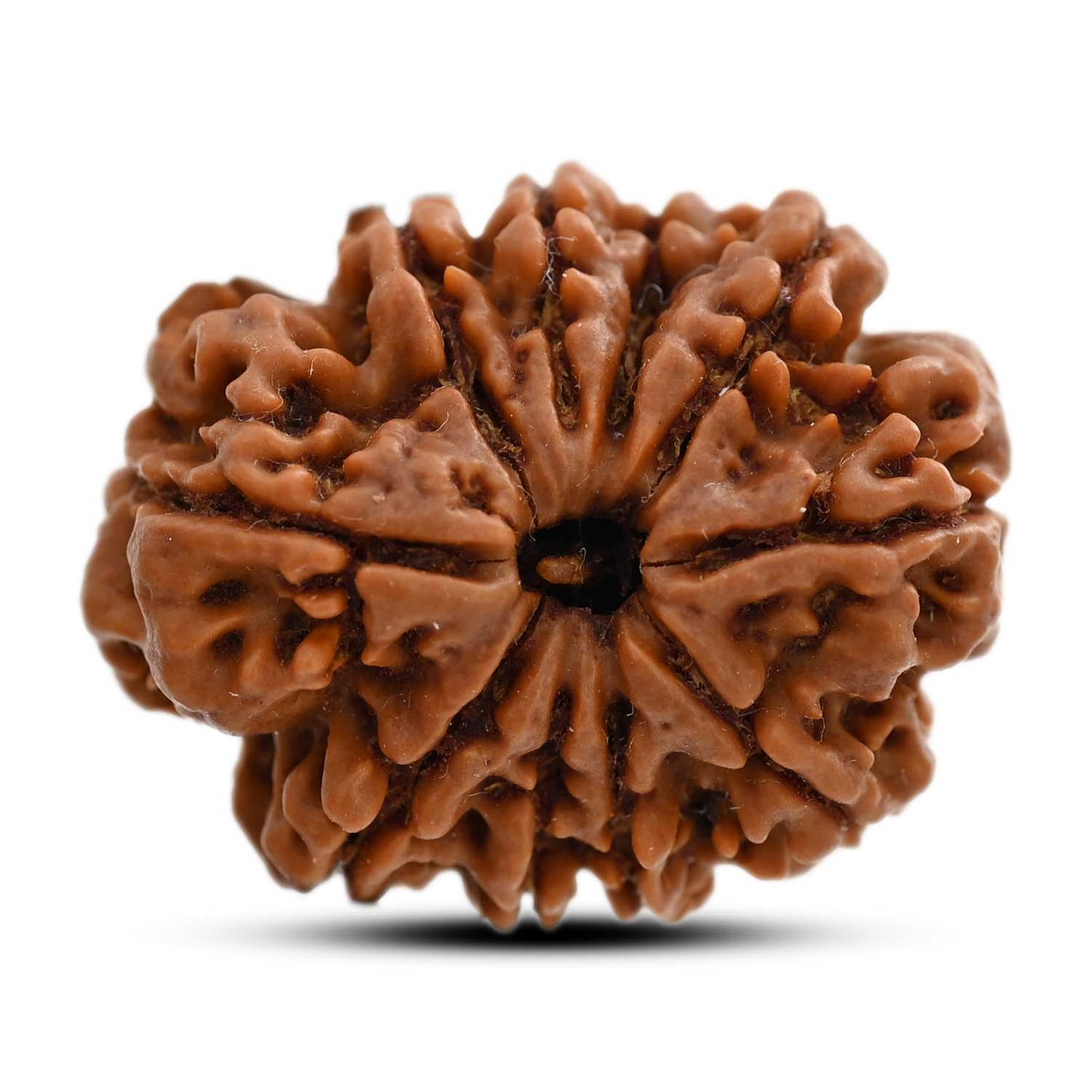 10 Mukhi Rudraksha (Nepal) 27.18 M.M.