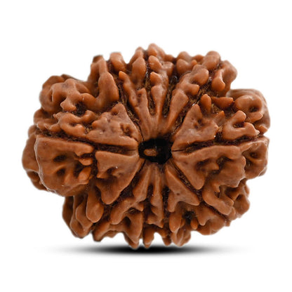 10 Mukhi Rudraksha (Nepal) 27.18 M.M.