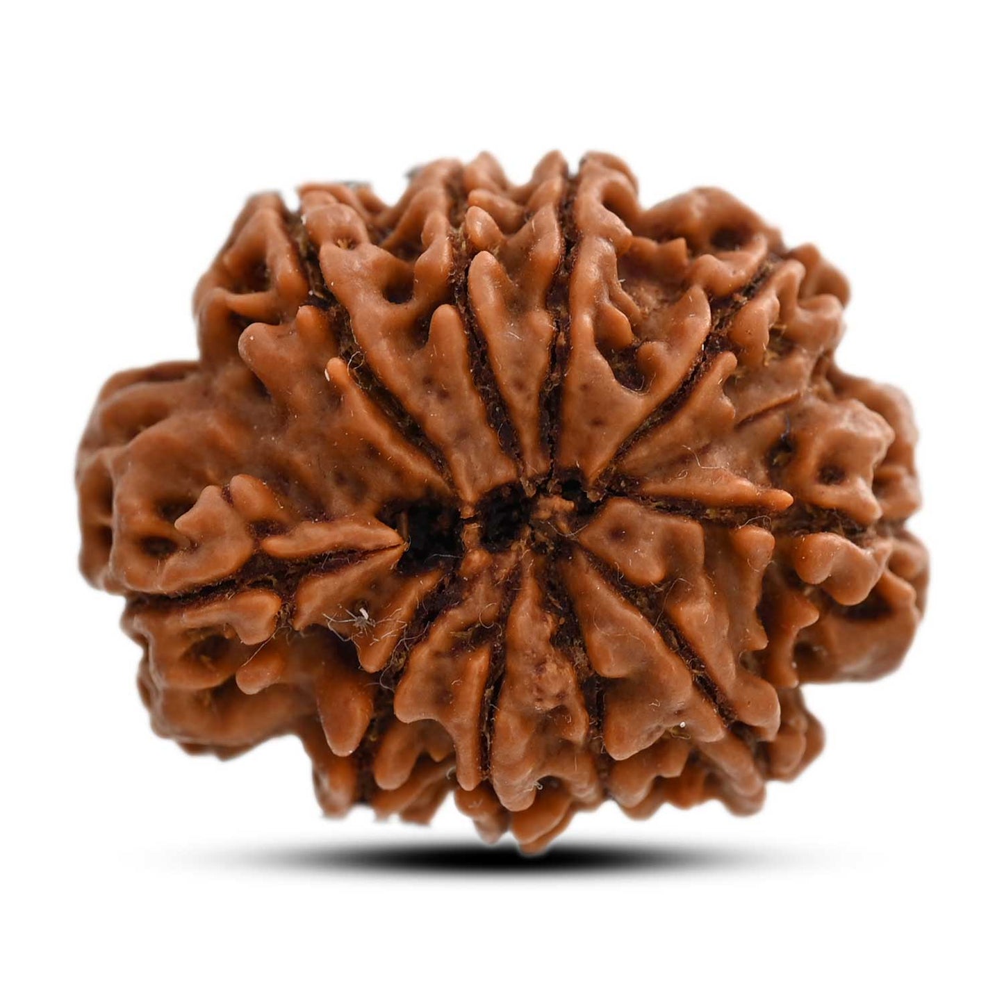 10 Mukhi Rudraksha (Nepal) 27.18 M.M.