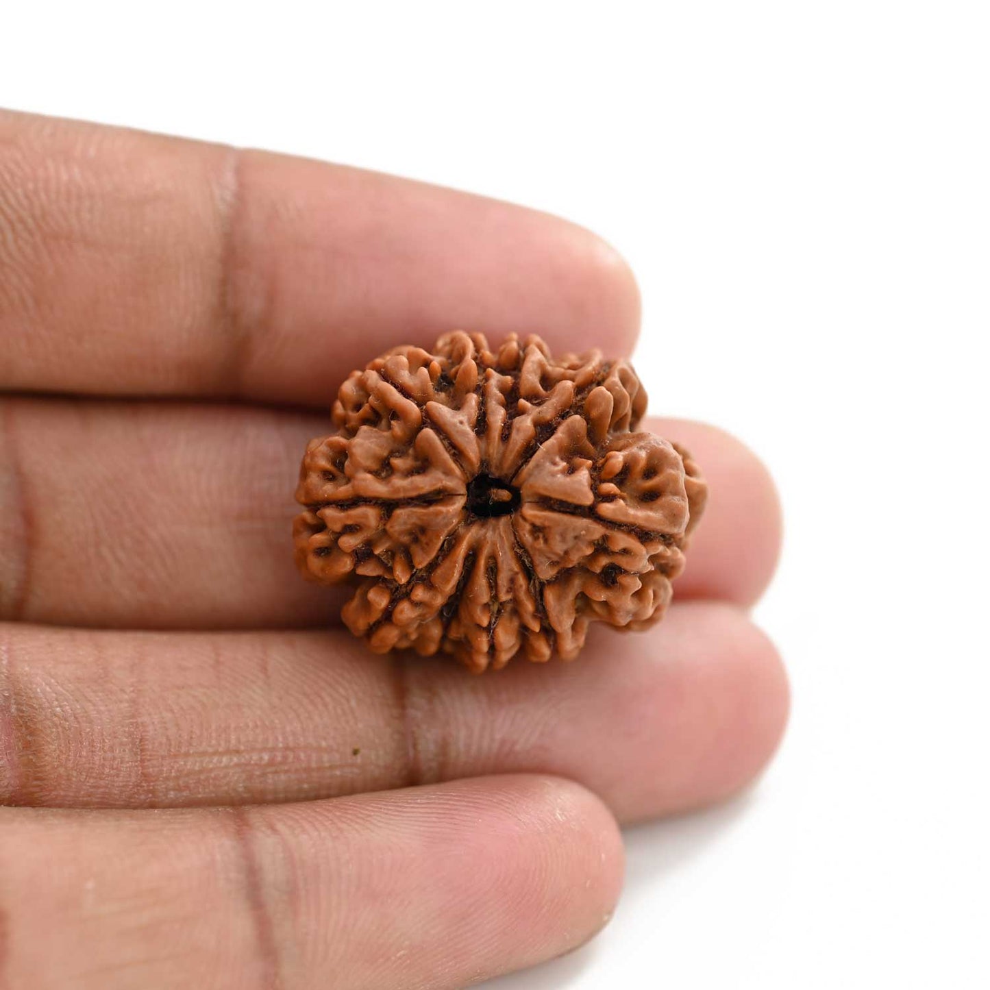 10 Mukhi Rudraksha (Nepal) 27.18 M.M.