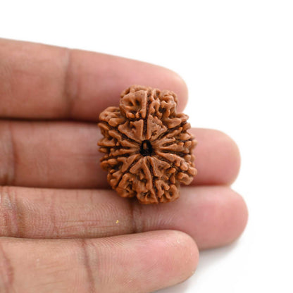 10 Mukhi Rudraksha (Nepal) 27.18 M.M.