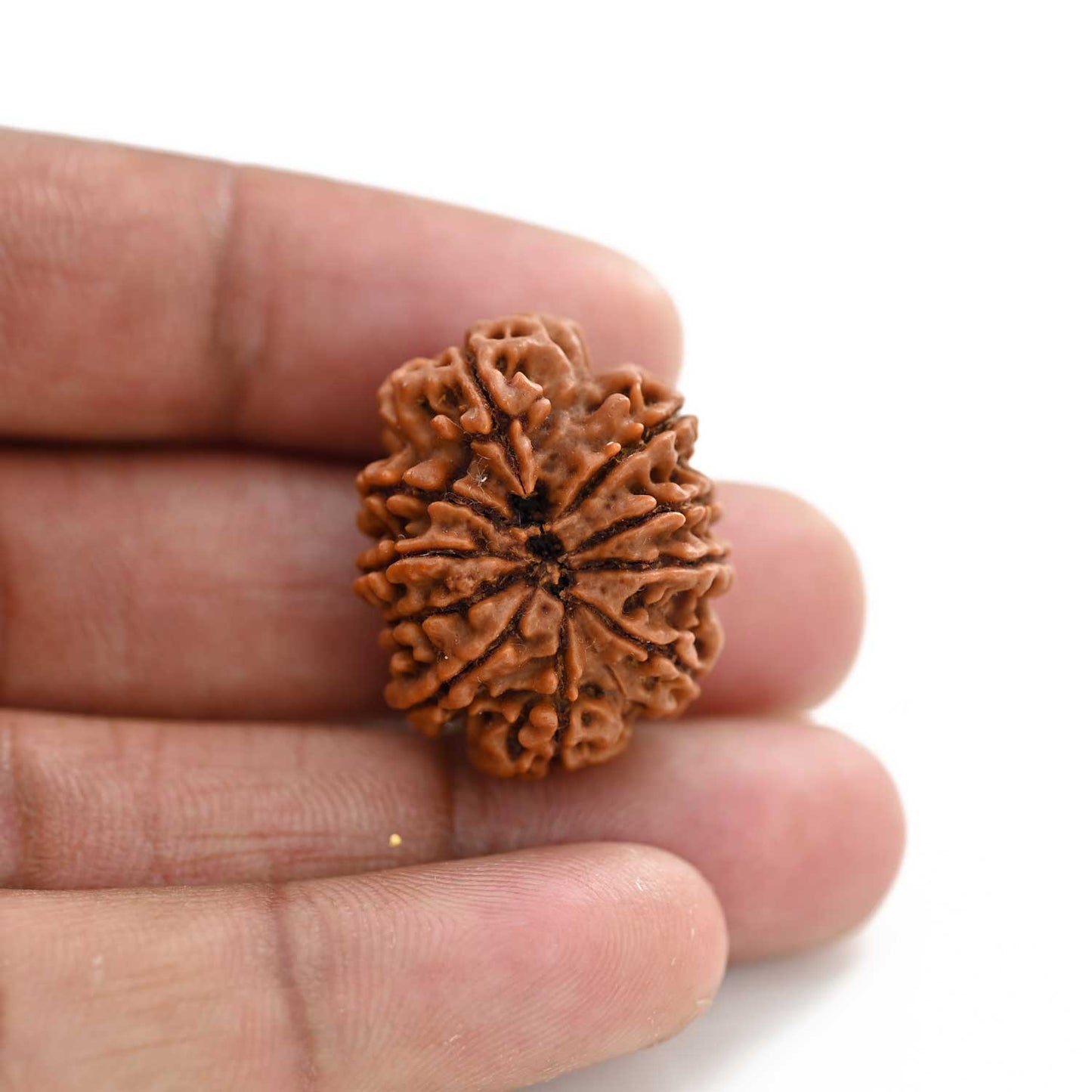 10 Mukhi Rudraksha (Nepal) 27.18 M.M.