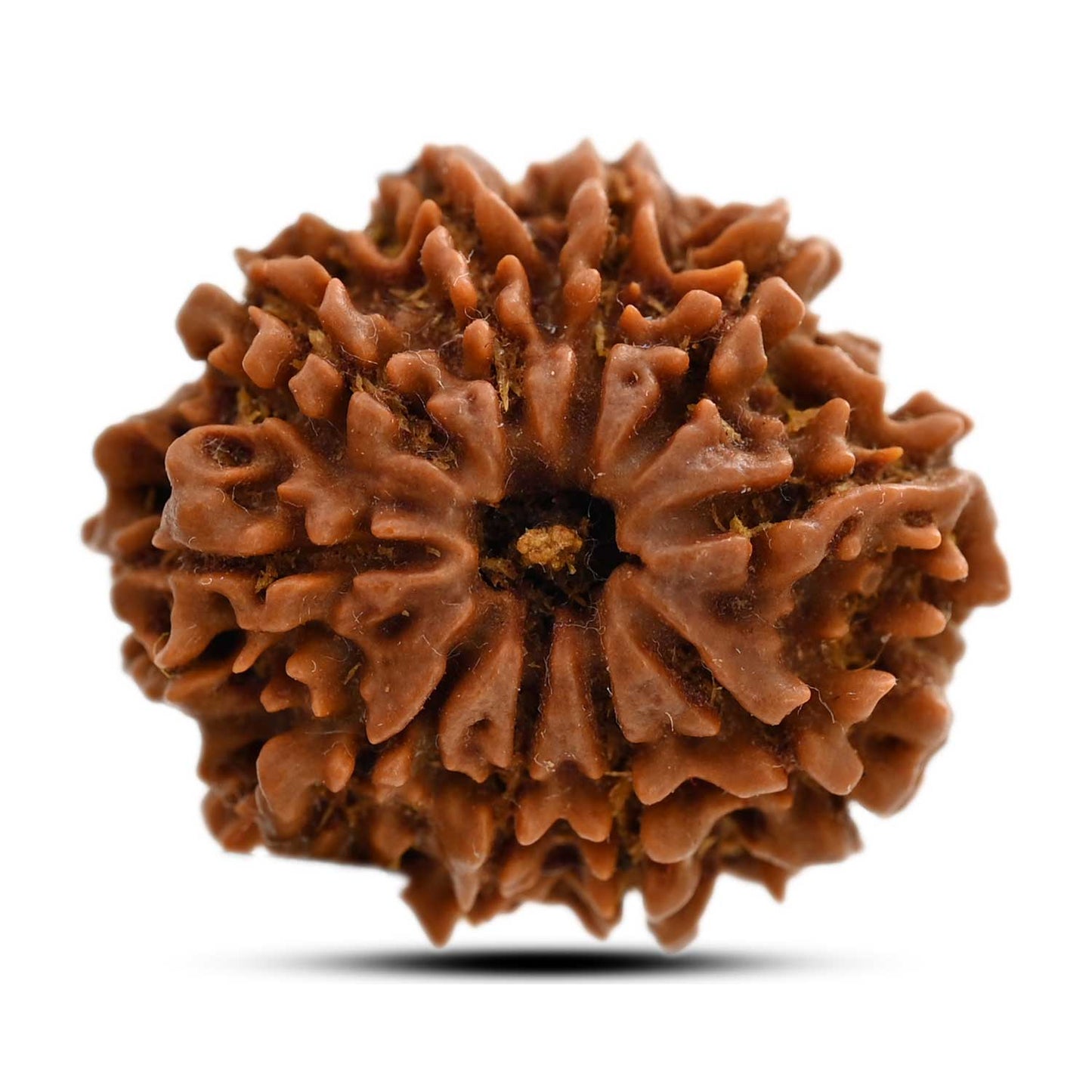10 Mukhi Rudraksha (Nepal) 24.65 M.M.