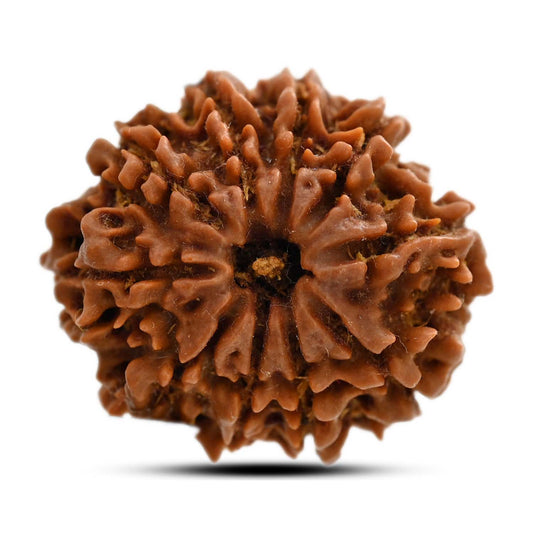 10 Mukhi Rudraksha (Nepal) 24.65 M.M.