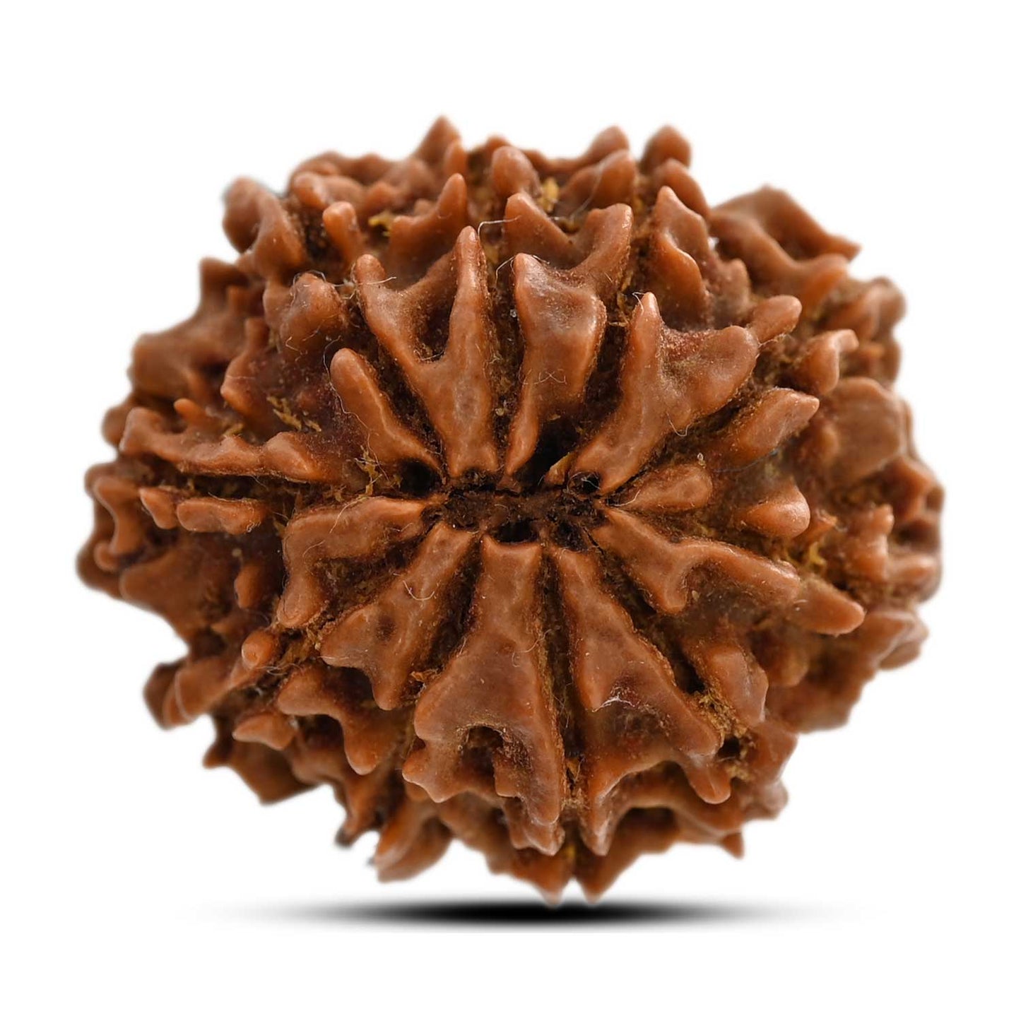 10 Mukhi Rudraksha (Nepal) 24.65 M.M.