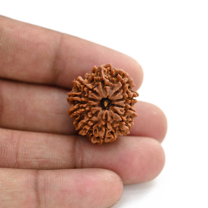 10 Mukhi Rudraksha (Nepal) 24.65 M.M.