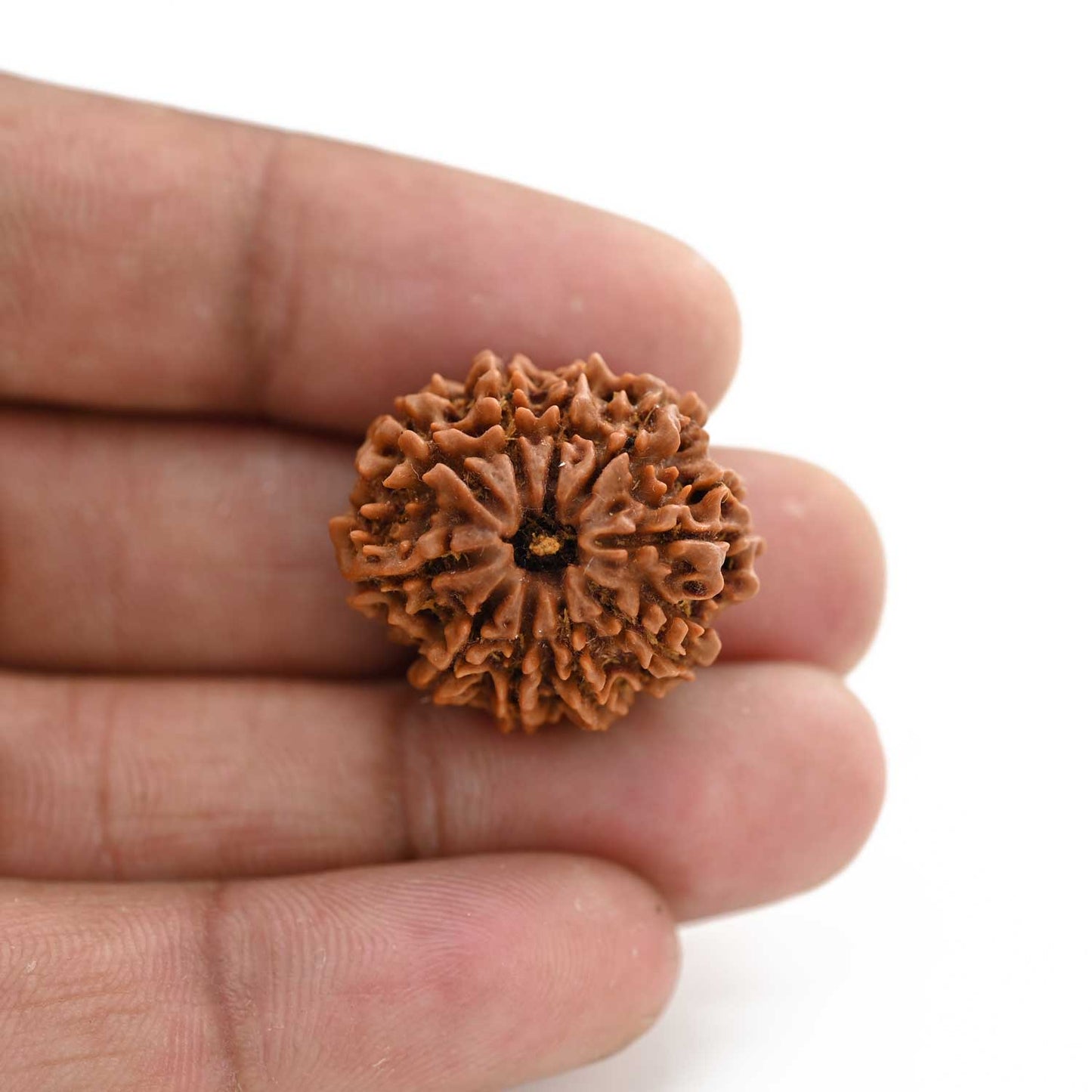 10 Mukhi Rudraksha (Nepal) 24.65 M.M.