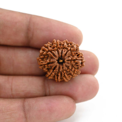 10 Mukhi Rudraksha (Nepal) 24.65 M.M.