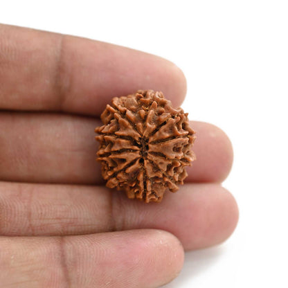 10 Mukhi Rudraksha (Nepal) 24.65 M.M.