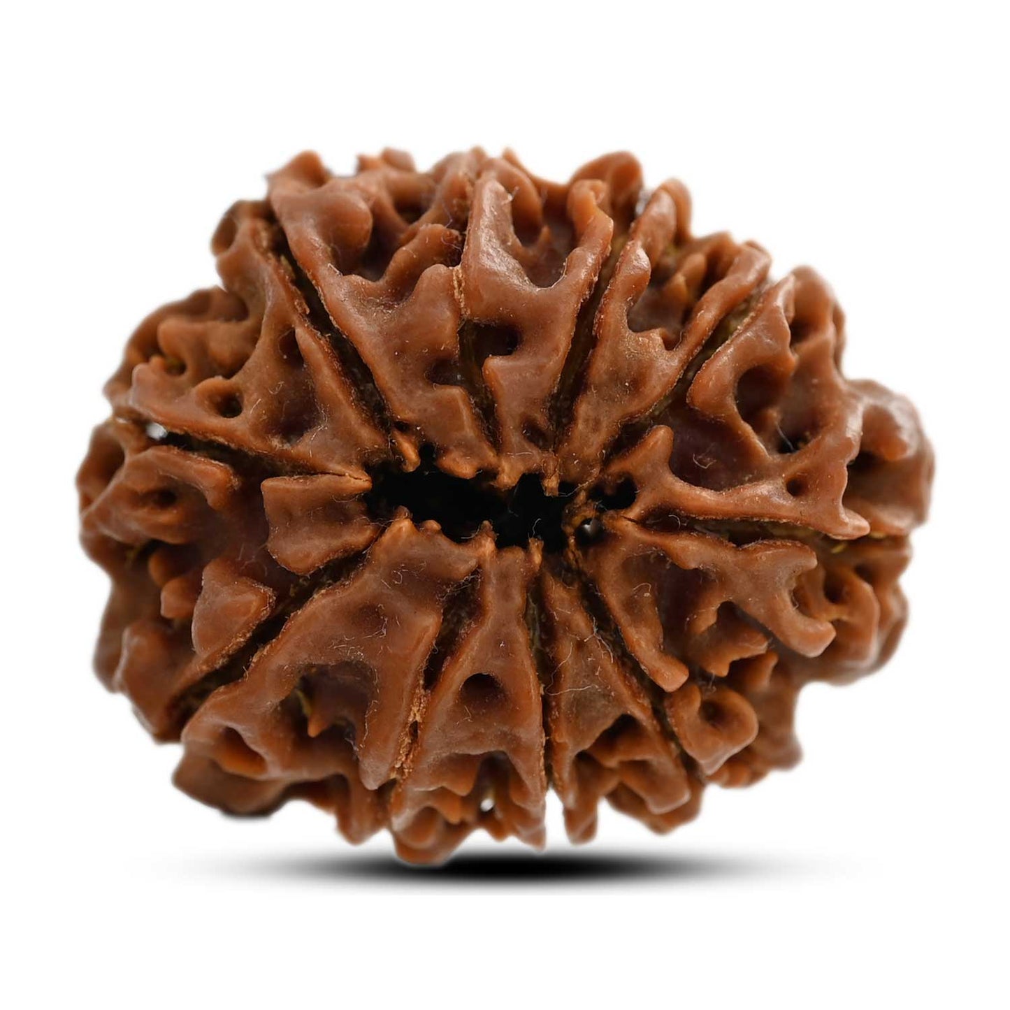10 Mukhi Rudraksha (Nepal) 25.55 M.M.