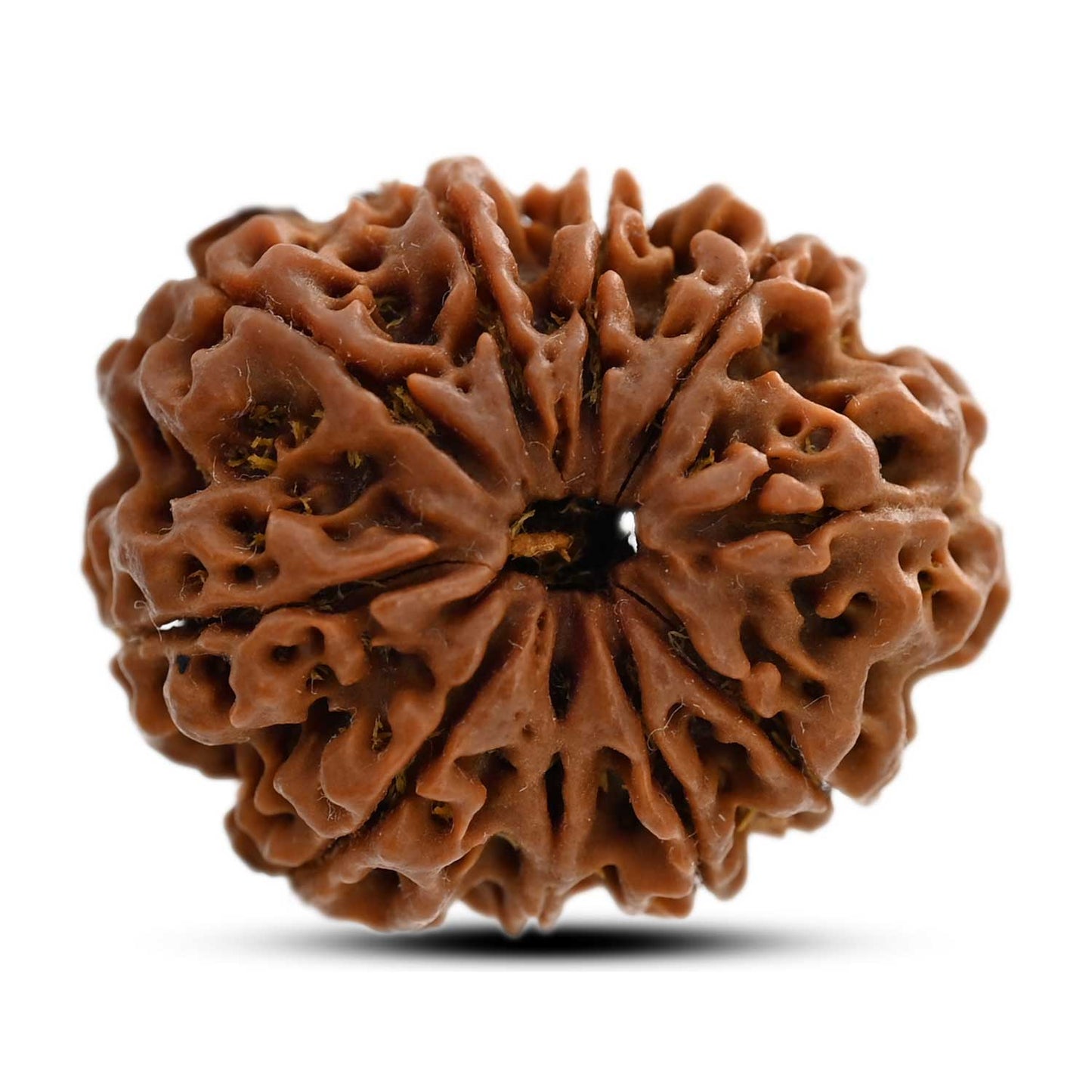 10 Mukhi Rudraksha (Nepal) 25.55 M.M.