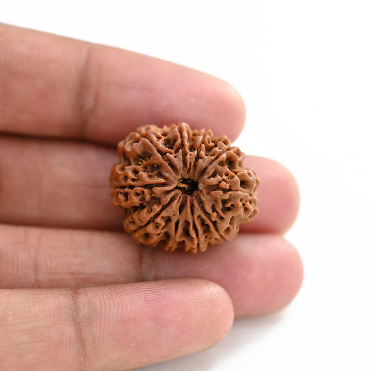 10 Mukhi Rudraksha (Nepal) 25.55 M.M.