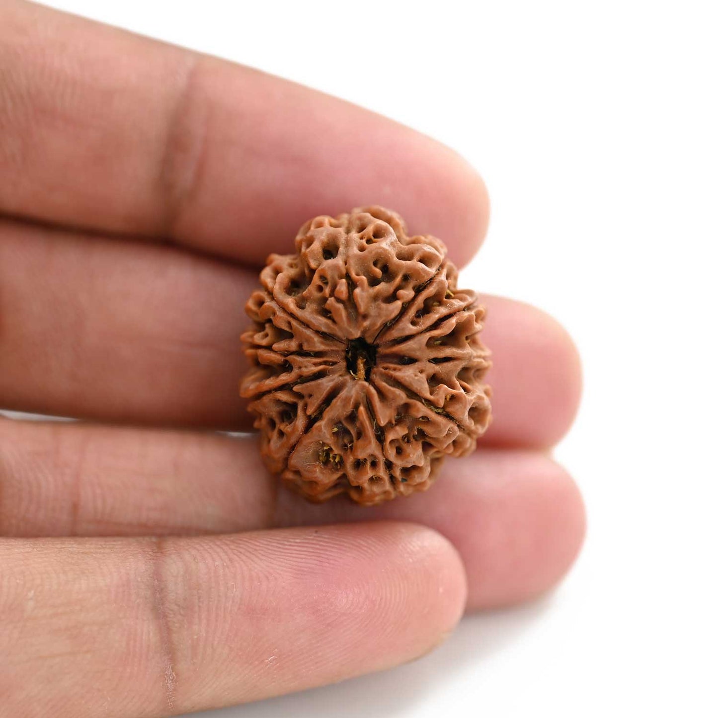 10 Mukhi Rudraksha (Nepal) 25.55 M.M.