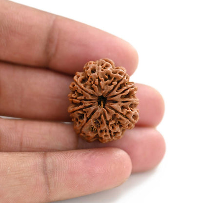 10 Mukhi Rudraksha (Nepal) 25.55 M.M.