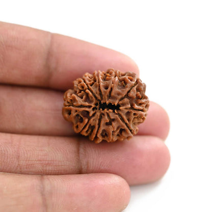 10 Mukhi Rudraksha (Nepal) 25.55 M.M.