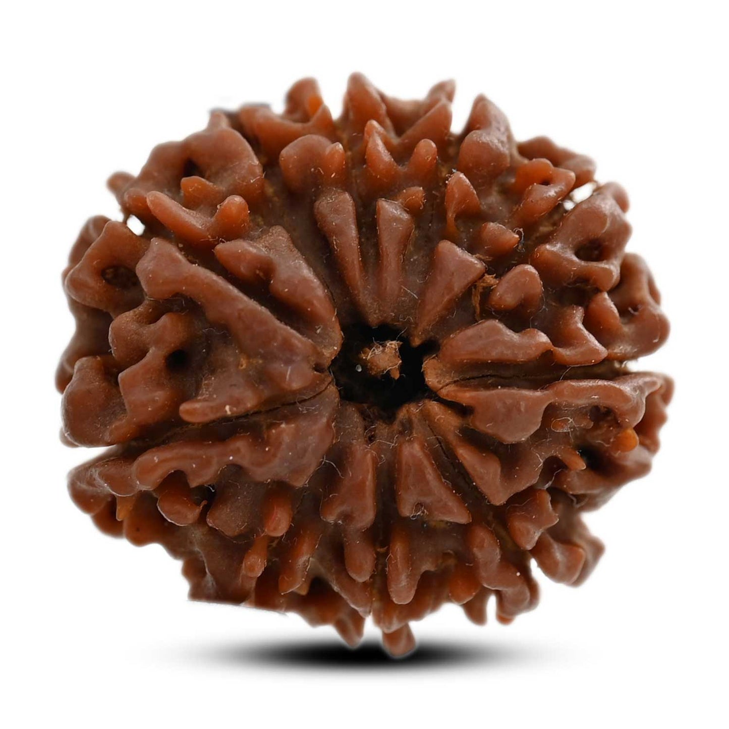 10 Mukhi Rudraksha (Nepal) 23.60 M.M.