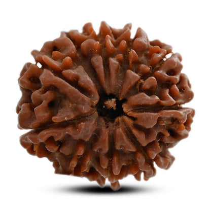 10 Mukhi Rudraksha (Nepal) 23.60 M.M.