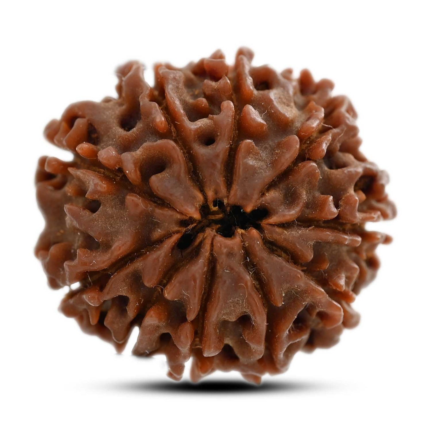 10 Mukhi Rudraksha (Nepal) 23.60 M.M.