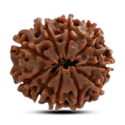 10 Mukhi Rudraksha (Nepal) 23.60 M.M.