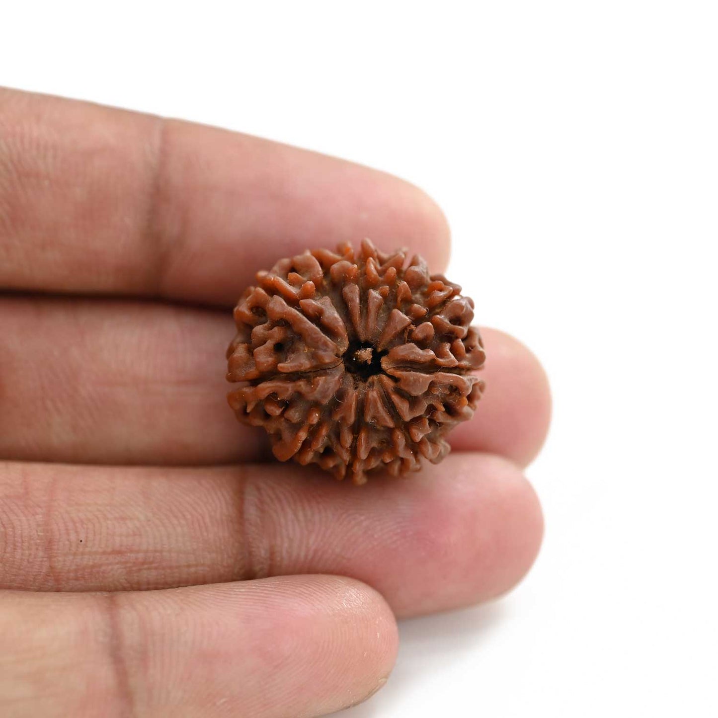 10 Mukhi Rudraksha (Nepal) 23.60 M.M.