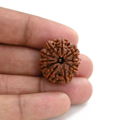 10 Mukhi Rudraksha (Nepal) 23.60 M.M.